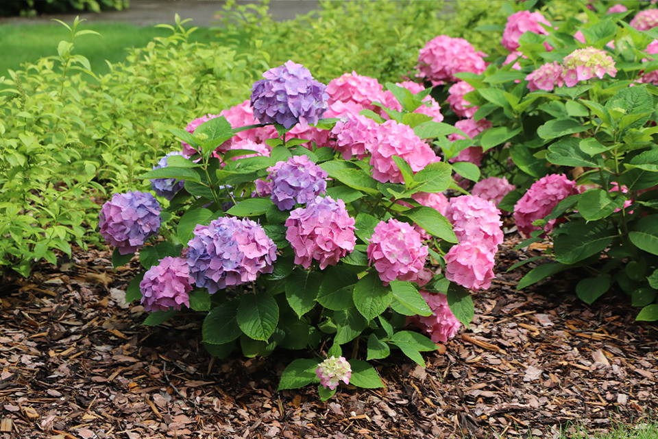 Pretty pink and purple bigleaf hydrangea in a garden hedge